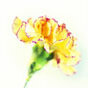 yellow carnation