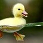 Yellow_Duck'y