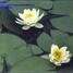 Waterlily