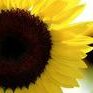 sunflower89