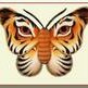 TigerButterfly